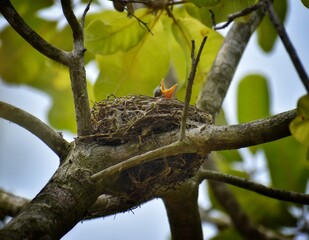 songbird male Finch feeds its hungry Chicks in a nest in a spring blooming garden,yellow open-mouthed birds in nest,Baby robin waiting on their mother, india.