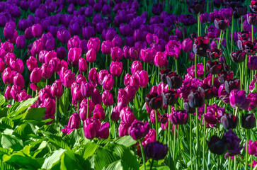 Many buds of dark purple blossoming tulips in the garden