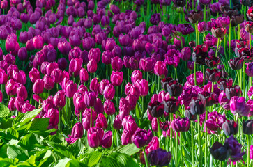 Many buds of dark purple blossoming tulips in the garden