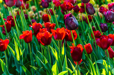 Many buds of red and purple blossoming tulips in the garden