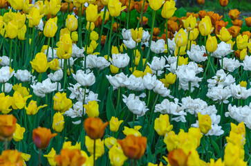 Many buds of yellow, white and orange blossoming tulips