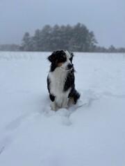 Border Collie Dog Snow