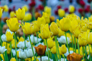 Many buds of yellow blossoming tulips on the garden