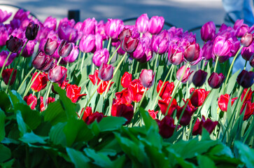 Buds of red and purple tulips