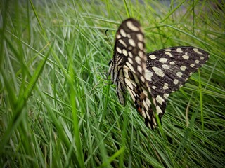Natural pastel background. Morpho butterfly and dandelion. Seeds of a dandelion flower in droplets of dew on a background of sunrise, Braun butterfly with closed wings on a white flower.india