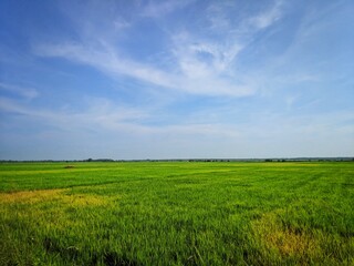 Green paddy fields and sky,Rice is the major food in India.Farmer're people that work very hard to get rice to Indian people .Everyday they endure from the sun, hot weather,india