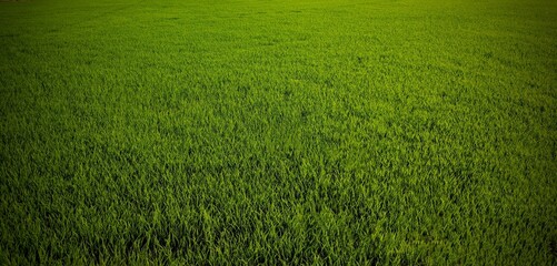 Green paddy fields and sky,Rice is the major food in India.Farmer're people that work very hard to get rice to Indian people .Everyday they endure from the sun, hot weather,india