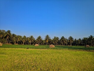 Green paddy fields and sky,Rice is the major food in India.Farmer're people that work very hard to get rice to Indian people .Everyday they endure from the sun, hot weather,india