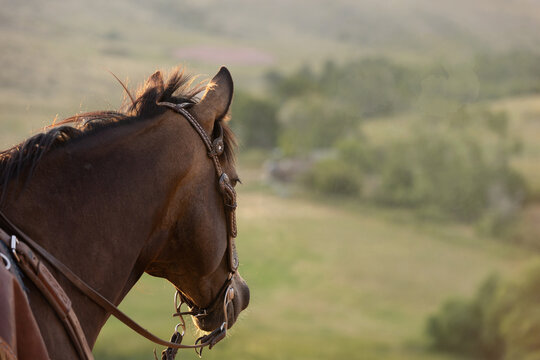 horse  head bridled looking in the field