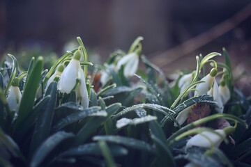 spring flowers, snowdrops in March in the forest, beautiful nature background, small white flowers