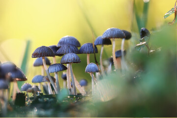 small inedible mushrooms, poisonous mushrooms forest background macro nature wild - obrazy, fototapety, plakaty