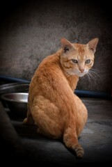 portrait of a cat
