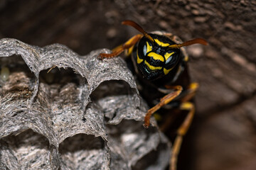 The European wasp builds a nest to establish a new colony. Macro portrait of a paper wasp on an aspen nest