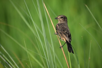 Paddy field pipit hiding in grass, wetlands birds's colored feathers from different birds that live in ponds, swamps. Clamp winter migratory birds stayed about 3 months, india.
