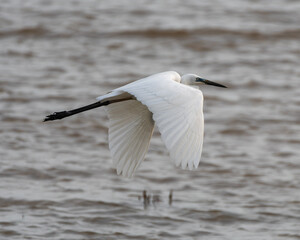 A pristine white egret in flight over water.