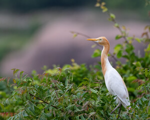 A cattle egret resting on top of a tree with beautiful background.