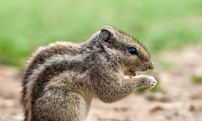 squirrel in the park