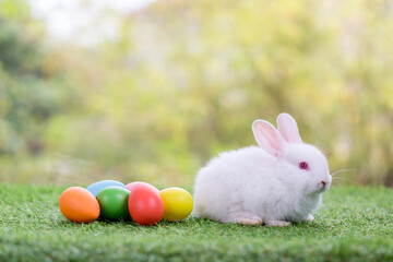 Lovely bunny Easter fluffy baby rabbit. Easter rabbit and Easter eggs	