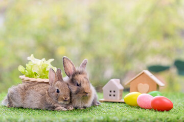 Lovely bunny Easter fluffy baby rabbit. Easter rabbit and Easter eggs	