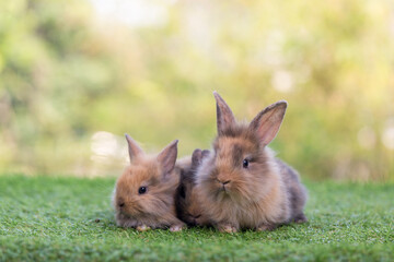 Adorable and cute new born rabbit. baby cute rabbit or new born adorable bunny. Easter Bunny.