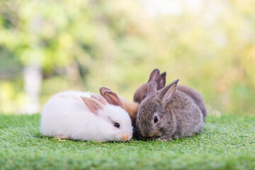 Adorable and cute new born rabbit. baby cute rabbit or new born adorable bunny. Easter Bunny.