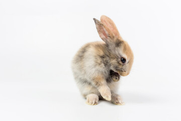 Adorable and cute new born rabbit. baby cute rabbit or new born adorable bunny.	