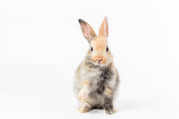 Obraz premium Adorable and cute new born rabbit. baby cute rabbit or new born adorable bunny. 