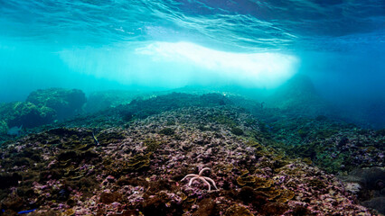 Underwater photo from a shallow coral reef.