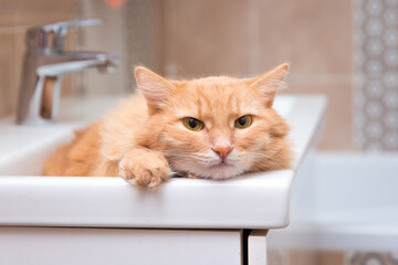 The red cat lies in the sink in the bathroom 