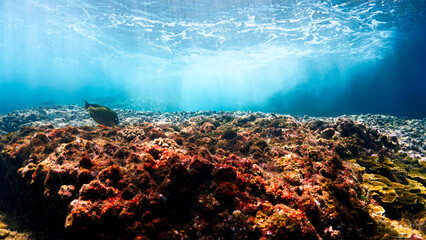 Waves in the shallow waters