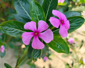 Catharanthus roseus, commonly known as bright eyes, Cape periwinkle, graveyard plant, Madagascar periwinkle, old maid, pink periwinkle, rose periwinkle, is a species of flowering plant in the family 