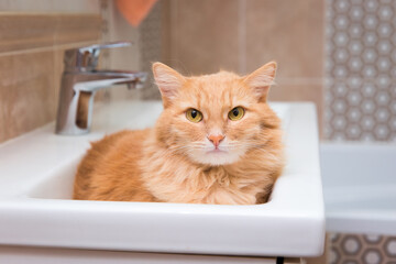 The red cat lies in the sink in the bathroom 