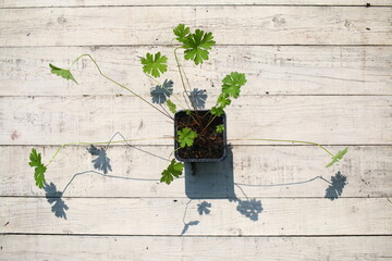 Bodziszek Geranium herbs © Perovskia
