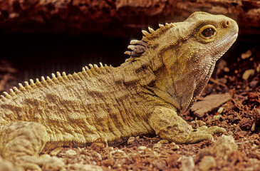 Tuatara.