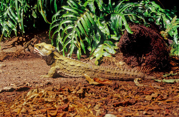 Tuatara.