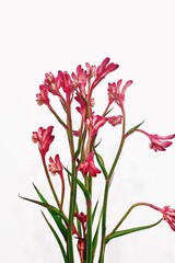 pink carnation flower