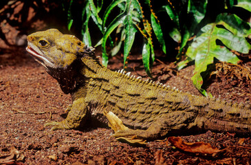 Tuatara.