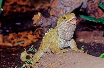 Tuatara.
