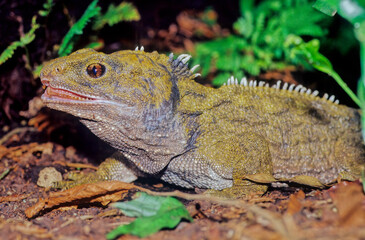 Tuatara.