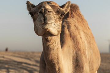 Camel close up
