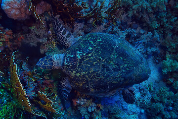 Fototapeta premium sea turtle underwater on a coral reef