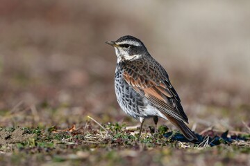 冬の公園や庭で見られる身近な野鳥ツグミ