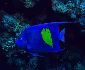 Naklejka na ściany i meble coral fish in the red sea underwater photo