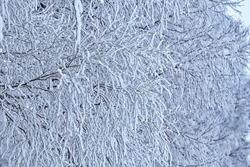 branches covered with frost background abstract winter december view
