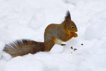 Red squirrel nibbles on nuts on the snow