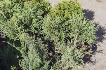 Agrocultural Industry. Farmers and garden fair. Seedlings of thuja in pots. Street trade. Daytime. No people.