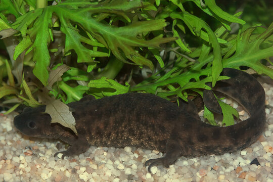 Closeup on an adult aquatic Spanish ribbed newt, Pleurodeles waltl