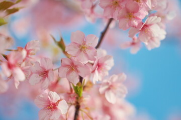 桜が躍る春の休日