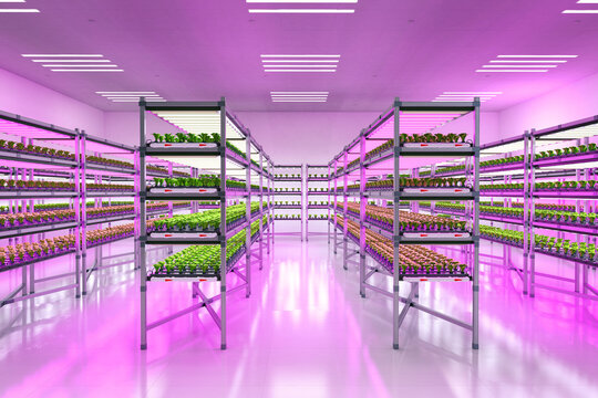 Indoor Farm System Raised Plants On Shelves Growth With Led Light