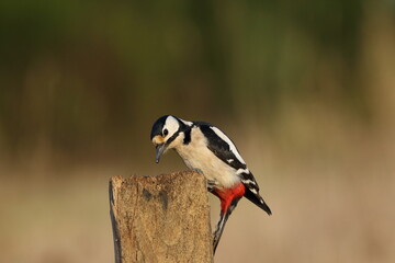 A female Great spotted wood pecker (Dendrocopos major).
